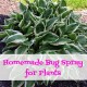 Homemade Bug Spray for Plants